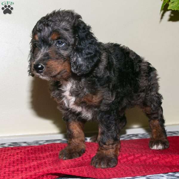 Louie, Mini Bernedoodle Puppy